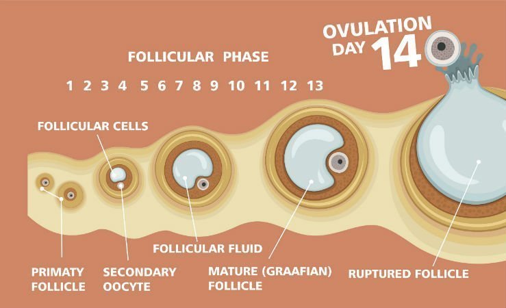 Understanding Your Menstrual Cycle To Optimize Your Fertility