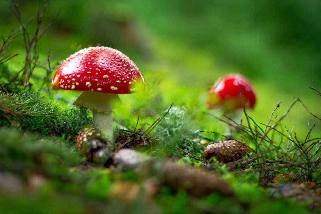 Mushrooms to take the top spot of superfoods thanks to Vitamin D Hit