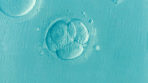 embryo-image