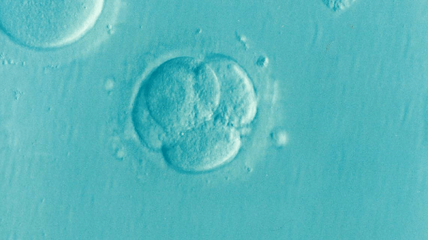 embryo-bilde