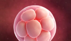 PGT-A - preimplantation genetic tests for embryos