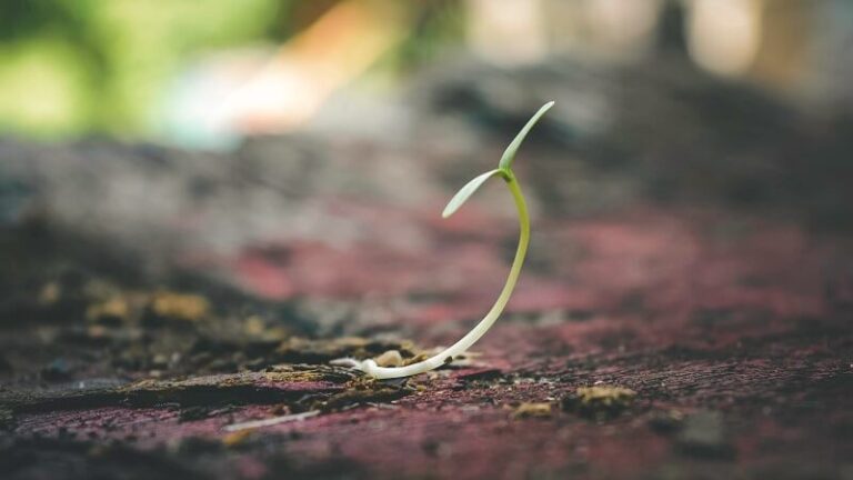 seedling