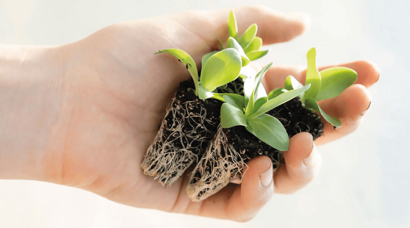 transplanting-vegetation